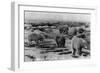 Alaska - Polar Bears on Arctic Ice Float-Lantern Press-Framed Art Print