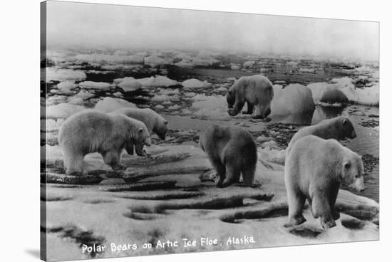 Alaska - Polar Bears on Arctic Ice Float-Lantern Press-Stretched Canvas