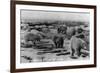 Alaska - Polar Bears on Arctic Ice Float-Lantern Press-Framed Art Print