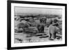 Alaska - Polar Bears on Arctic Ice Float-Lantern Press-Framed Art Print