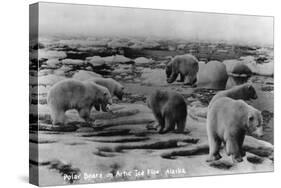 Alaska - Polar Bears on Arctic Ice Float-Lantern Press-Stretched Canvas