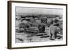 Alaska - Polar Bears on Arctic Ice Float-Lantern Press-Framed Art Print