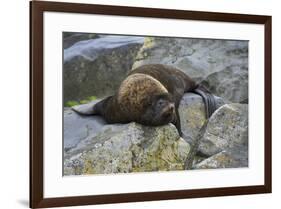 Alaska, Pribilof Islands, Saint Paul, Northern fur seal-Cindy Miller Hopkins-Framed Premium Photographic Print