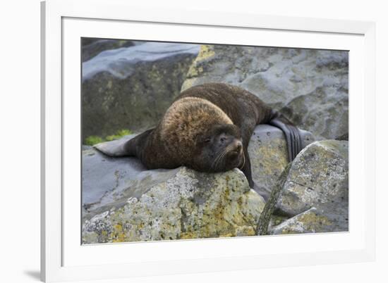 Alaska, Pribilof Islands, Saint Paul, Northern fur seal-Cindy Miller Hopkins-Framed Premium Photographic Print