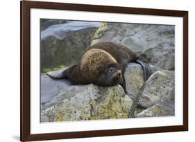 Alaska, Pribilof Islands, Saint Paul, Northern fur seal-Cindy Miller Hopkins-Framed Premium Photographic Print