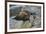 Alaska, Pribilof Islands, Saint Paul, Northern fur seal-Cindy Miller Hopkins-Framed Premium Photographic Print