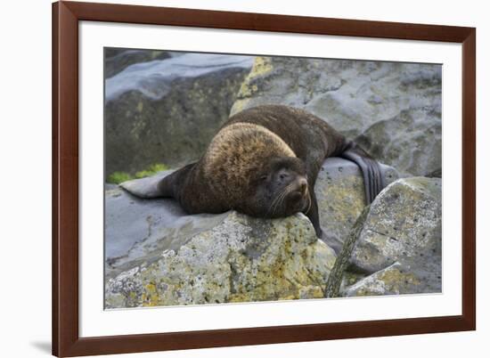 Alaska, Pribilof Islands, Saint Paul, Northern fur seal-Cindy Miller Hopkins-Framed Premium Photographic Print