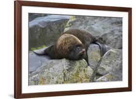 Alaska, Pribilof Islands, Saint Paul, Northern fur seal-Cindy Miller Hopkins-Framed Premium Photographic Print