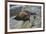 Alaska, Pribilof Islands, Saint Paul, Northern fur seal-Cindy Miller Hopkins-Framed Premium Photographic Print