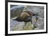 Alaska, Pribilof Islands, Saint Paul, Northern fur seal-Cindy Miller Hopkins-Framed Premium Photographic Print