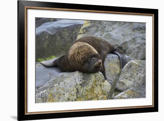 Alaska, Pribilof Islands, Saint Paul, Northern fur seal-Cindy Miller Hopkins-Framed Premium Photographic Print