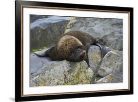 Alaska, Pribilof Islands, Saint Paul, Northern fur seal-Cindy Miller Hopkins-Framed Premium Photographic Print