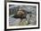 Alaska, Pribilof Islands, Saint Paul, Northern fur seal-Cindy Miller Hopkins-Framed Premium Photographic Print