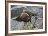 Alaska, Pribilof Islands, Saint Paul, Northern fur seal-Cindy Miller Hopkins-Framed Premium Photographic Print
