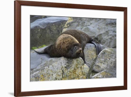 Alaska, Pribilof Islands, Saint Paul, Northern fur seal-Cindy Miller Hopkins-Framed Premium Photographic Print