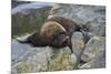 Alaska, Pribilof Islands, Saint Paul, Northern fur seal-Cindy Miller Hopkins-Mounted Premium Photographic Print