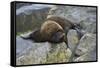 Alaska, Pribilof Islands, Saint Paul, Northern fur seal-Cindy Miller Hopkins-Framed Stretched Canvas