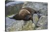 Alaska, Pribilof Islands, Saint Paul, Northern fur seal-Cindy Miller Hopkins-Stretched Canvas