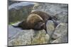 Alaska, Pribilof Islands, Saint Paul, Northern fur seal-Cindy Miller Hopkins-Mounted Photographic Print