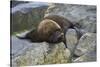 Alaska, Pribilof Islands, Saint Paul, Northern fur seal-Cindy Miller Hopkins-Stretched Canvas