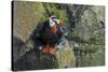 Alaska, Pribilof Islands, Saint Paul. Tufted puffin.-Cindy Miller Hopkins-Stretched Canvas