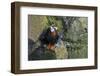 Alaska, Pribilof Islands, Saint Paul. Tufted puffin.-Cindy Miller Hopkins-Framed Photographic Print