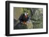 Alaska, Pribilof Islands, Saint Paul. Tufted puffin.-Cindy Miller Hopkins-Framed Photographic Print