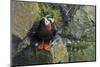 Alaska, Pribilof Islands, Saint Paul. Tufted puffin.-Cindy Miller Hopkins-Mounted Photographic Print