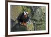 Alaska, Pribilof Islands, Saint Paul. Tufted puffin.-Cindy Miller Hopkins-Framed Premium Photographic Print