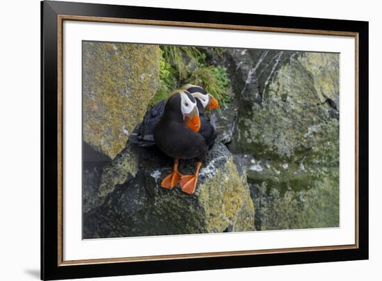 Alaska, Pribilof Islands, Saint Paul. Tufted puffin.-Cindy Miller Hopkins-Framed Premium Photographic Print