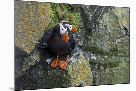 Alaska, Pribilof Islands, Saint Paul. Tufted puffin.-Cindy Miller Hopkins-Mounted Premium Photographic Print