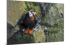 Alaska, Pribilof Islands, Saint Paul. Tufted puffin.-Cindy Miller Hopkins-Mounted Premium Photographic Print