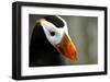 Alaska Puffin Wisdom-Charles Glover-Framed Giclee Print