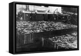 Alaska Red Salmon - 40,000 in bins Photograph-Lantern Press-Framed Stretched Canvas