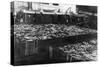 Alaska Red Salmon - 40,000 in bins Photograph-Lantern Press-Stretched Canvas