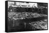 Alaska Red Salmon - 40,000 in bins Photograph-Lantern Press-Framed Stretched Canvas