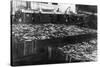 Alaska Red Salmon - 40,000 in bins Photograph-Lantern Press-Stretched Canvas
