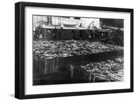 Alaska Red Salmon - 40,000 in bins Photograph-Lantern Press-Framed Art Print