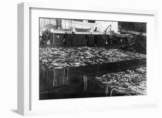 Alaska Red Salmon - 40,000 in bins Photograph-Lantern Press-Framed Art Print