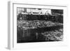 Alaska Red Salmon - 40,000 in bins Photograph-Lantern Press-Framed Art Print