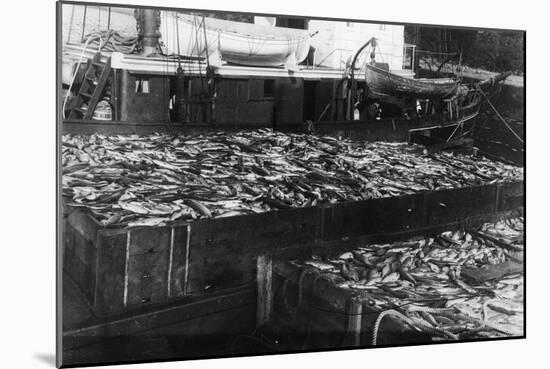 Alaska Red Salmon - 40,000 in bins Photograph-Lantern Press-Mounted Art Print
