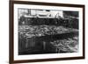 Alaska Red Salmon - 40,000 in bins Photograph-Lantern Press-Framed Premium Giclee Print