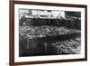 Alaska Red Salmon - 40,000 in bins Photograph-Lantern Press-Framed Premium Giclee Print