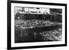 Alaska Red Salmon - 40,000 in bins Photograph-Lantern Press-Framed Premium Giclee Print