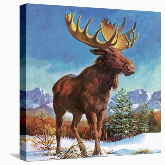 Alaska's Mighty Moose-English School-Stretched Canvas