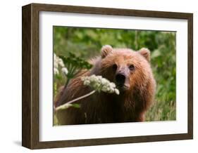 Alaska Spring Kodiak Bear-Charles Glover-Framed Giclee Print