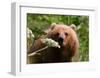 Alaska Spring Kodiak Bear-Charles Glover-Framed Giclee Print