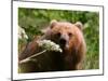 Alaska Spring Kodiak Bear-Charles Glover-Mounted Giclee Print