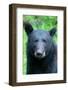 Alaska, Tongass National Forest, Anan Creek. American black bear Face detail.-Cindy Miller Hopkins-Framed Photographic Print