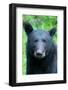 Alaska, Tongass National Forest, Anan Creek. American black bear Face detail.-Cindy Miller Hopkins-Framed Photographic Print